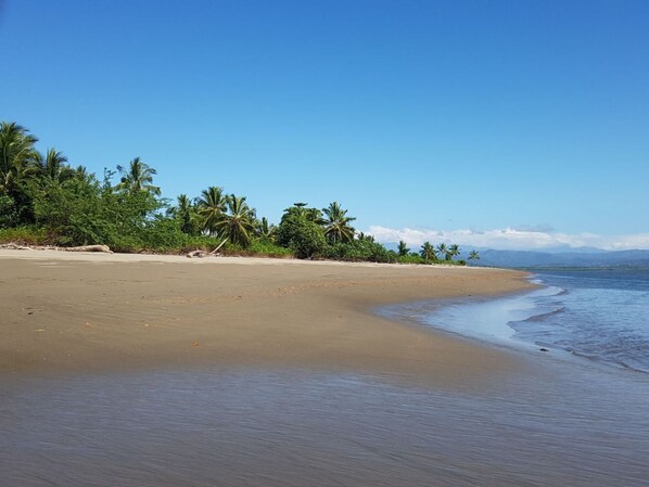 A beach with a clear sky, sandy shore, and palm trees.
