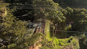 Un paisaje con cielo despejado, vegetación densa y un árbol distante.