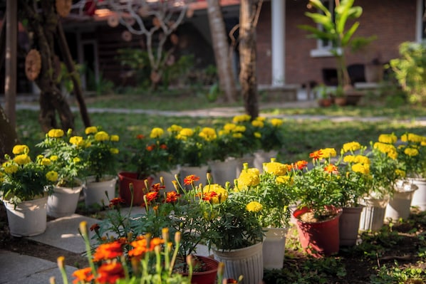 A garden with potted plants and flowers. - Adorable 1-bedroom bed & breakfast with AC in Hoi An (Đà Nẵng)