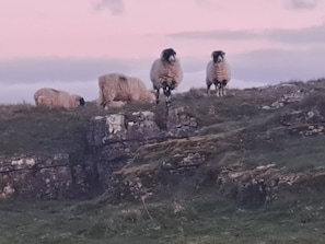 Un troupeau de moutons se trouve sur une colline herbeuse, dans un paysage rocheux.