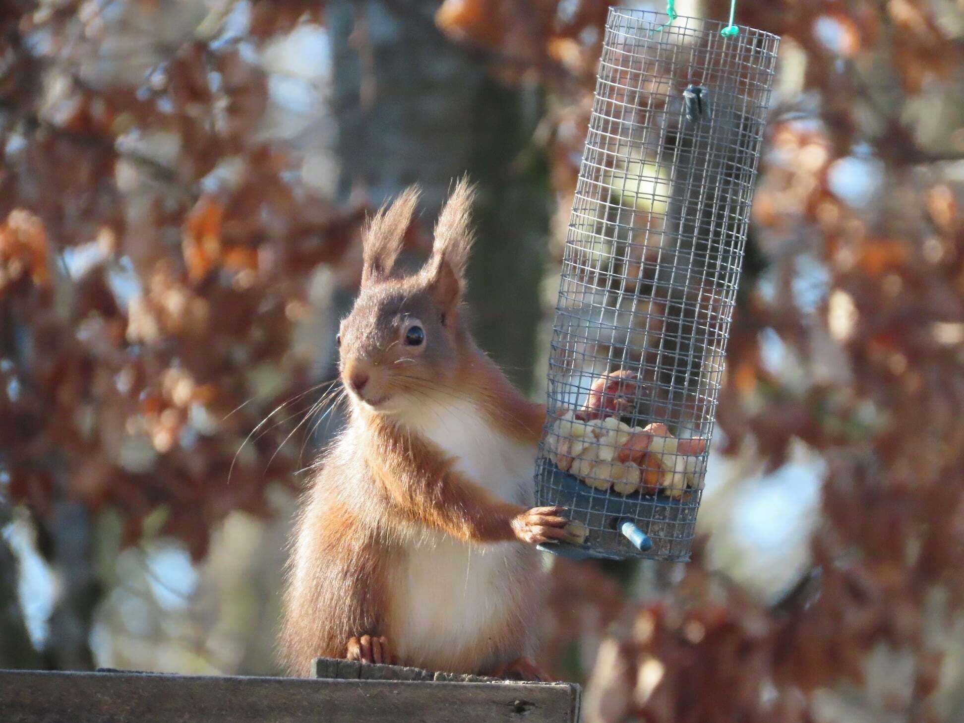 Ein Eichhörnchen, das einen Vogelhausfutterspender hält.