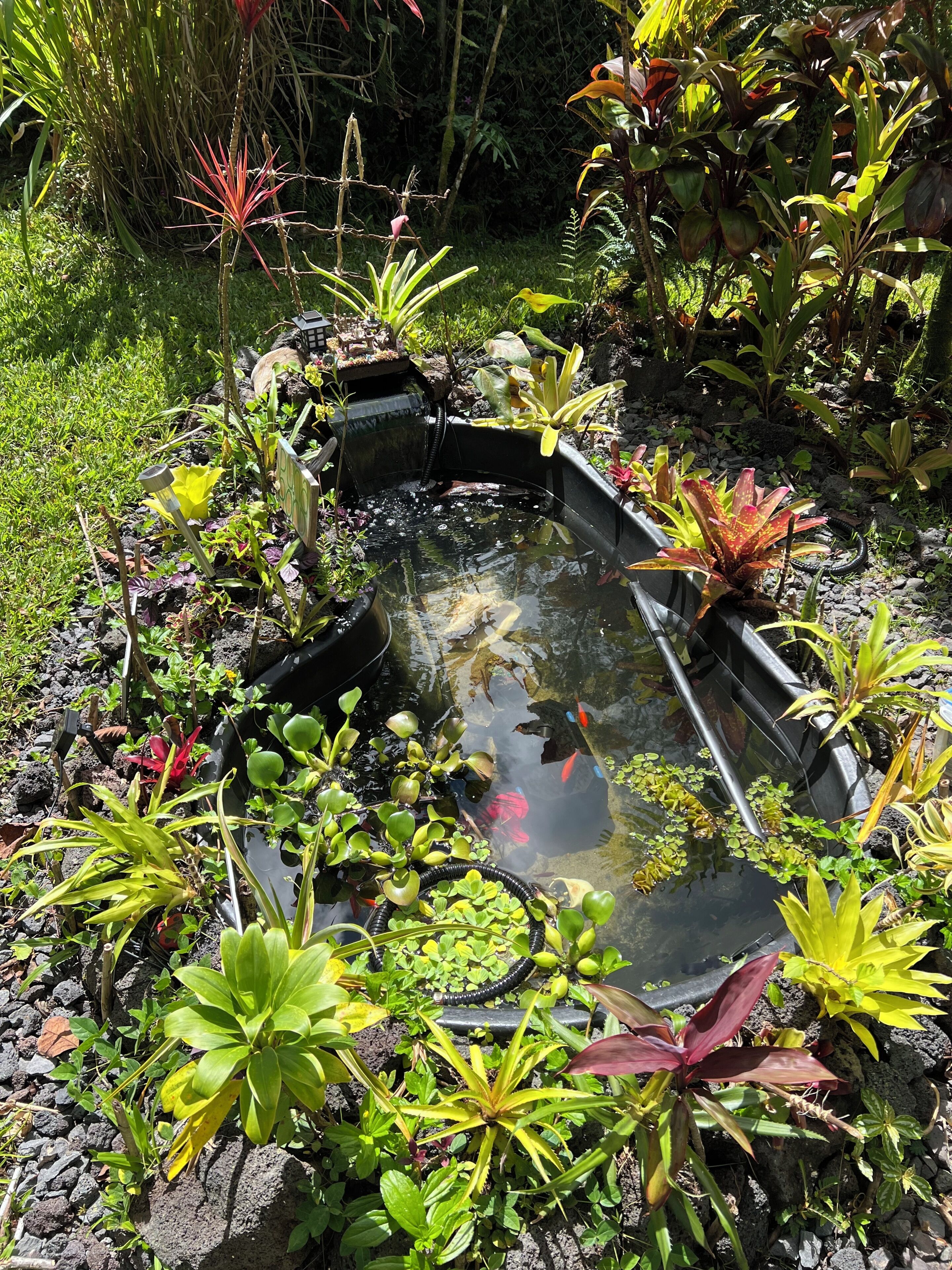 A garden pond with water plants and fish, surrounded by various garden plants.
