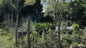 Un jardin avec différentes sortes de plantes et une clôture en bois.