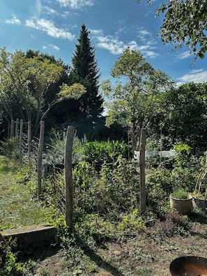 A garden with various plants and a wooden fence.
