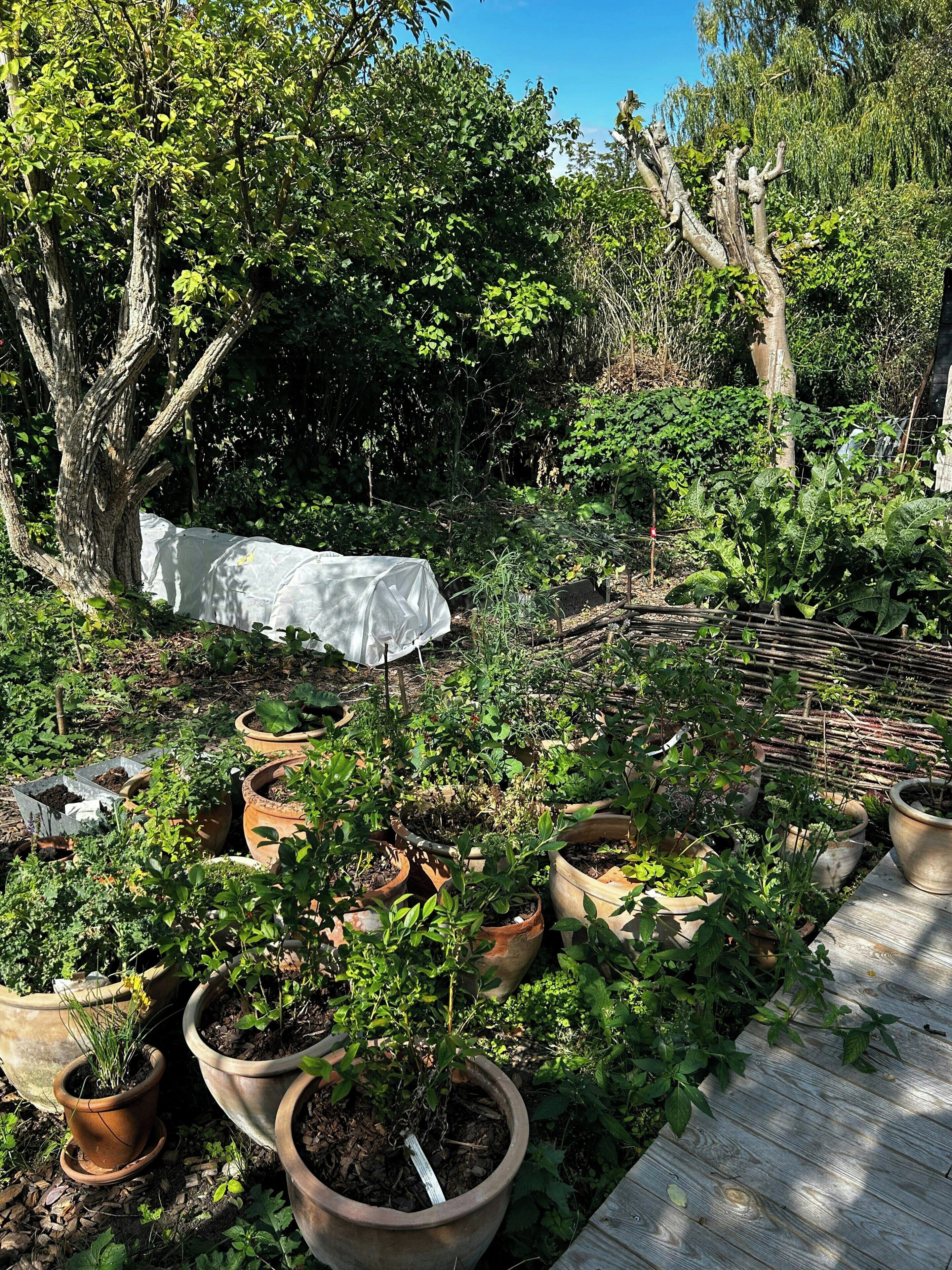 Een tuin met potplanten en een boom bedekt met een witte laken.