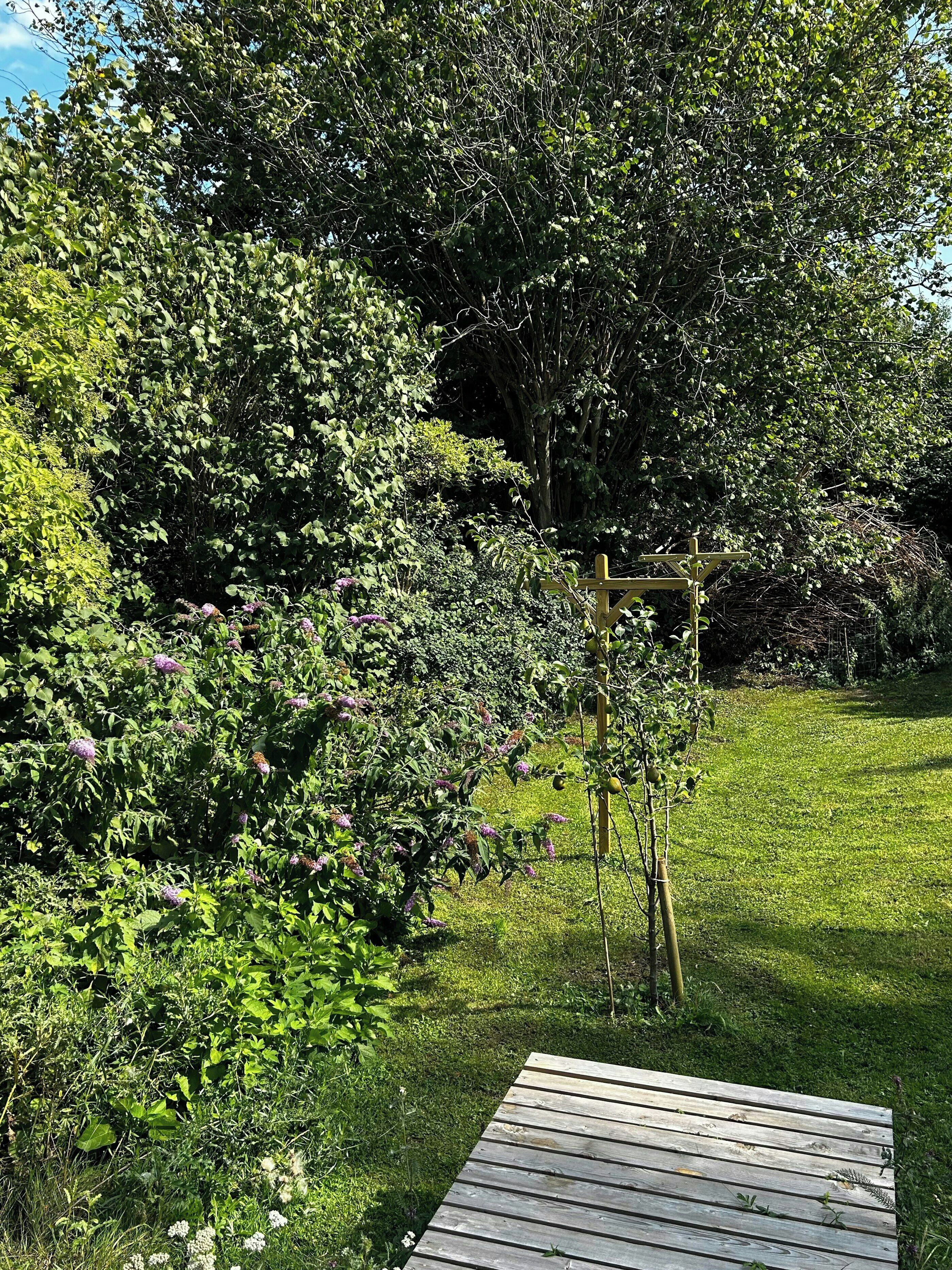 A wooden deck in a garden with dense foliage and a large tree.