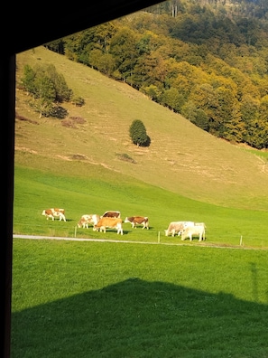 A rural landscape with a grassy field and a few cows grazing, viewed from a shaded area. - "In de Berg" Vacation Rental, 1–2 people, shower/toilet, Wi-Fi (Ramsau bei Berchtesgaden)