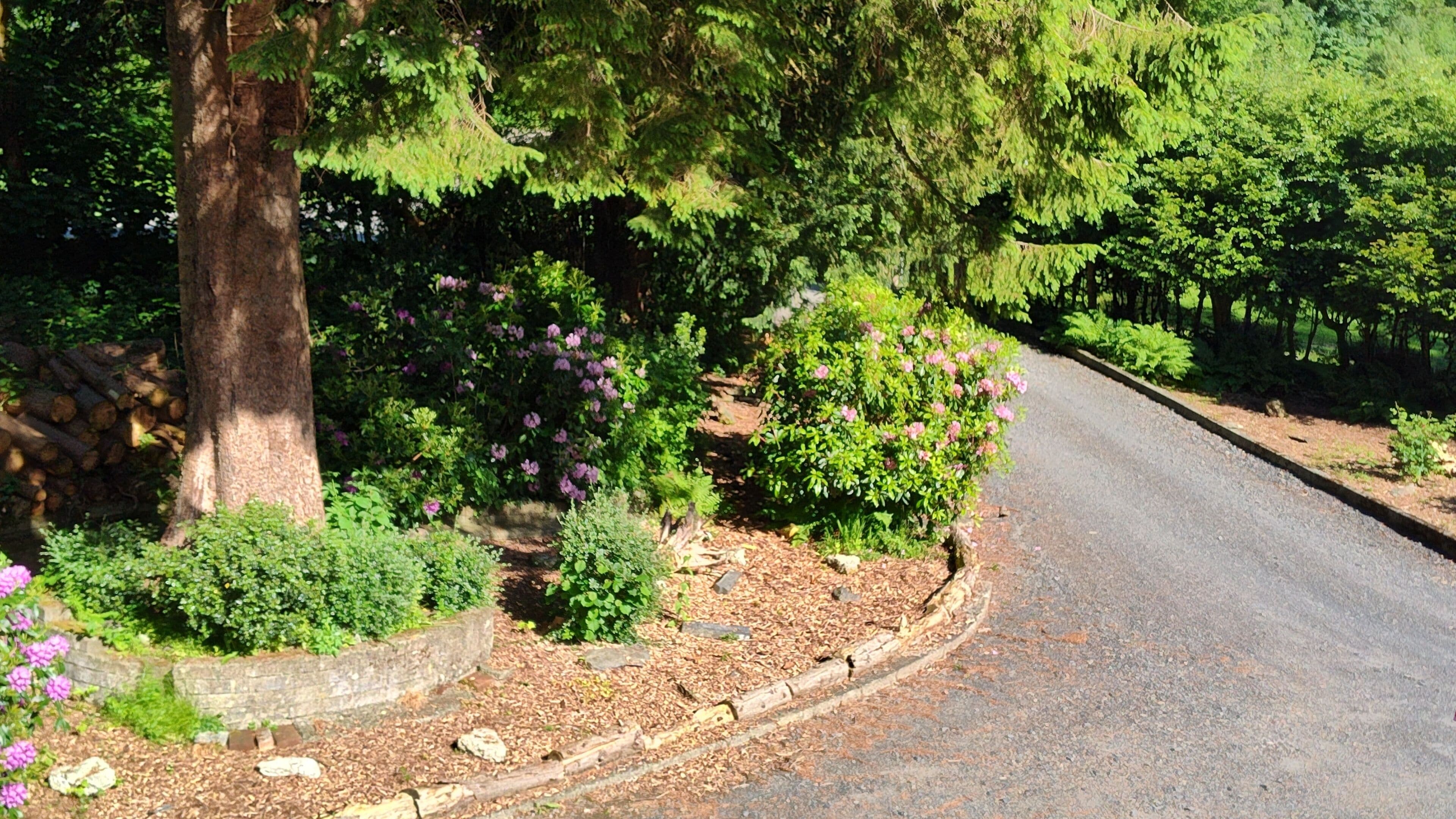 A paved road curving through a landscaped area with various shrubs and a large tree.