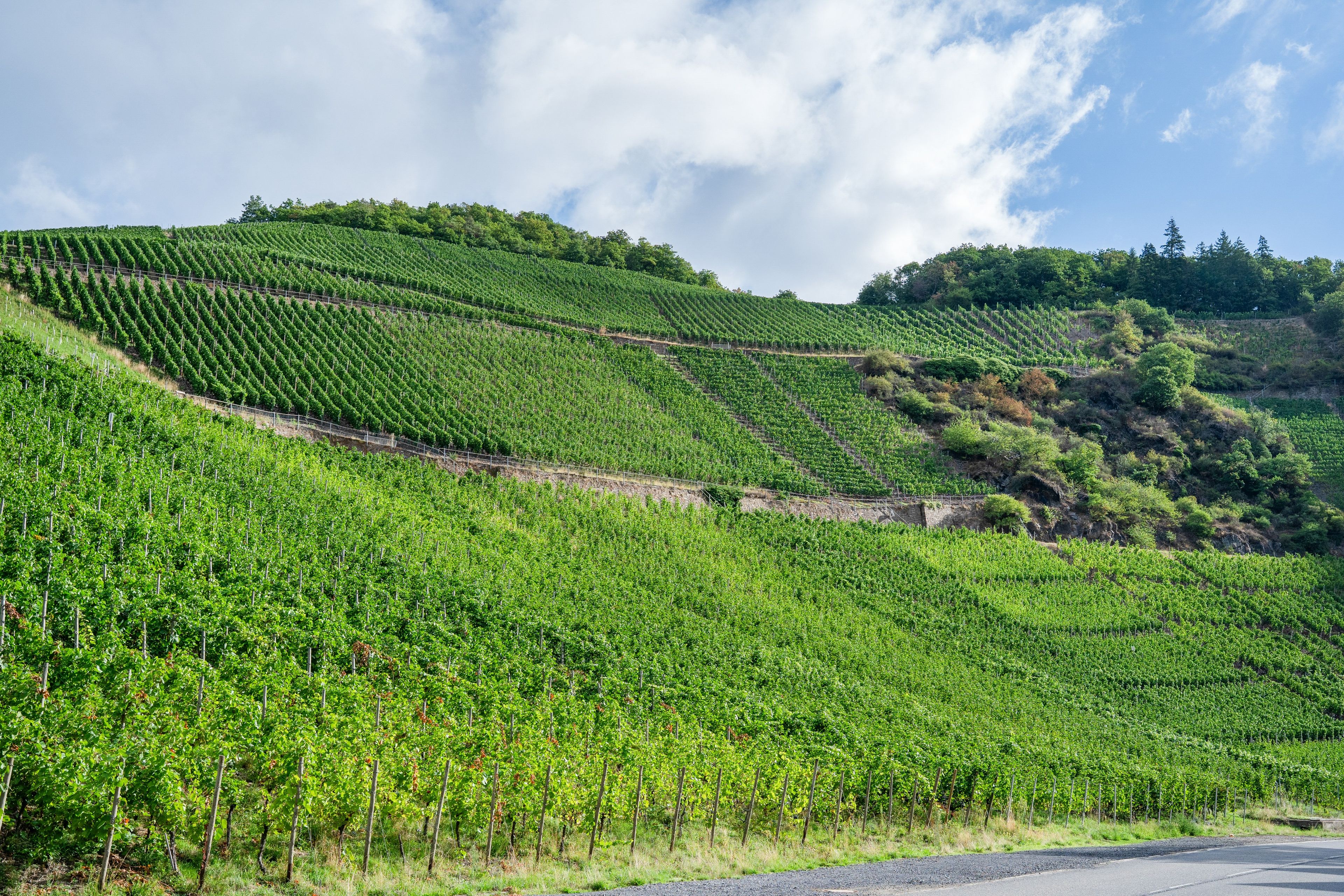 Un vignoble avec des rangées de vignes sur une colline.