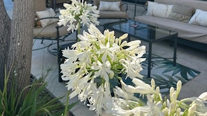 Et udendørs opholdsområde med sofa og stole, et bord og en potteplante med hvide blomster.