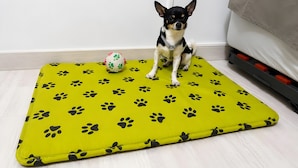 A small dog sitting on a yellow mat with black paw prints, next to a white and pink ball. - Holiday Home 'El Niu Delta' with Wi-Fi and Air Conditioning (Deltebre)
