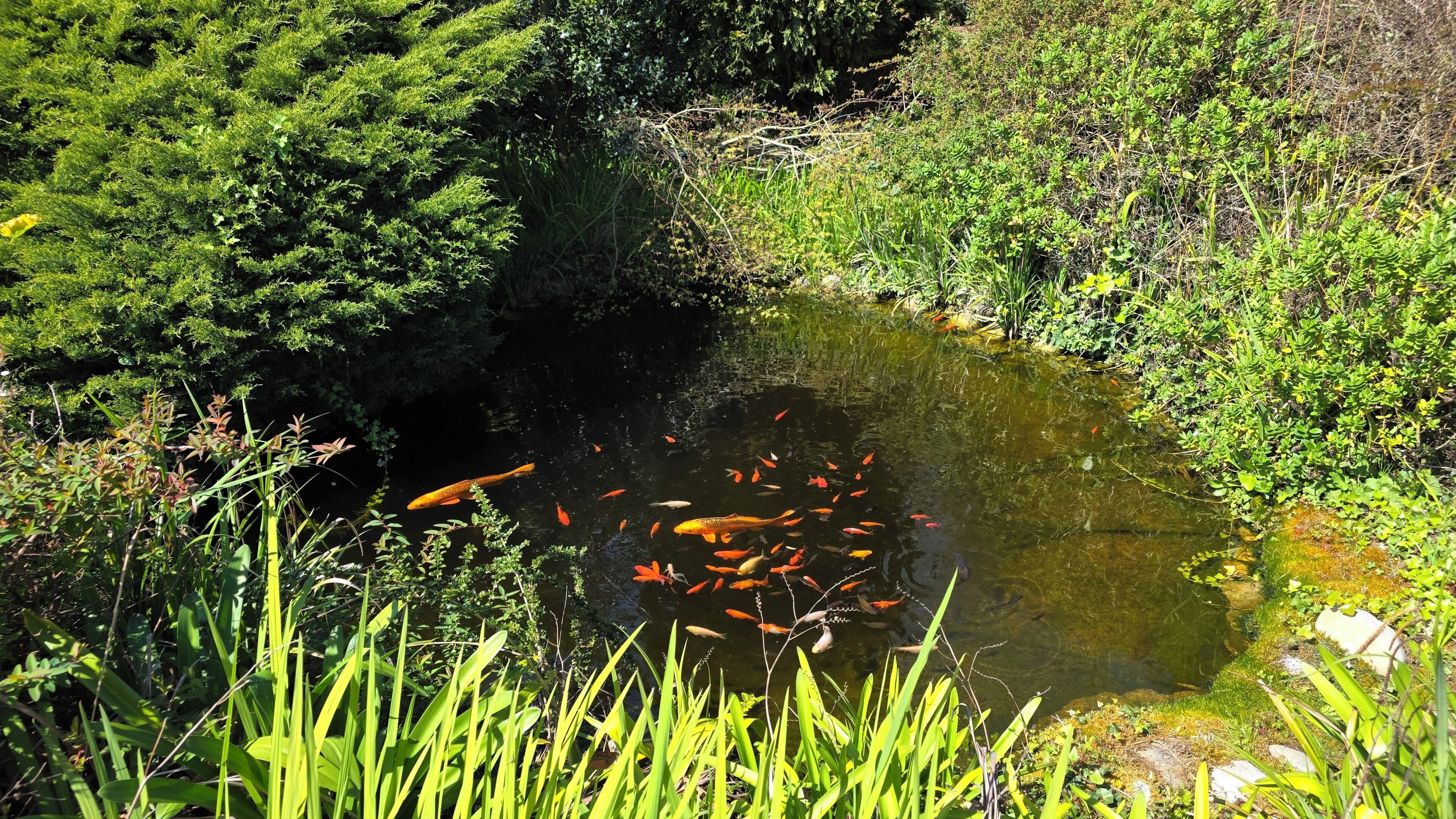 Ein Teich, umgeben von üppiger Vegetation und verschiedenen Fischarten.