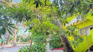 Un sendero bordeado de vegetación y un camino de baldosas que lleva a un edificio de fachada amarilla brillante.