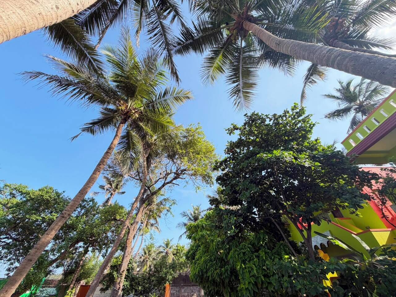 A view of tall palm trees and a building with a green and yellow facade.