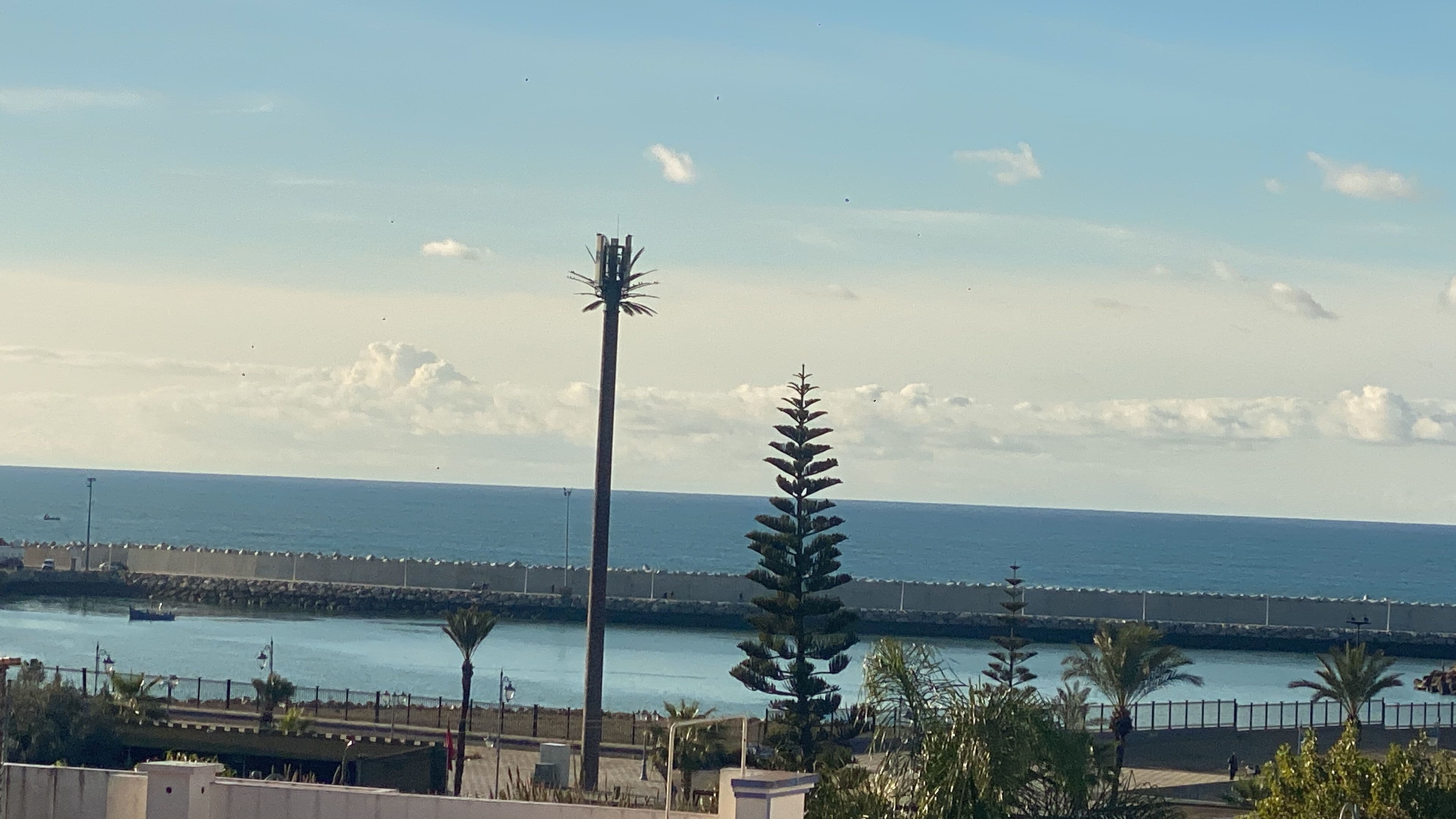 Vista costera con una palmera alta, una masa de agua y una costa distante.