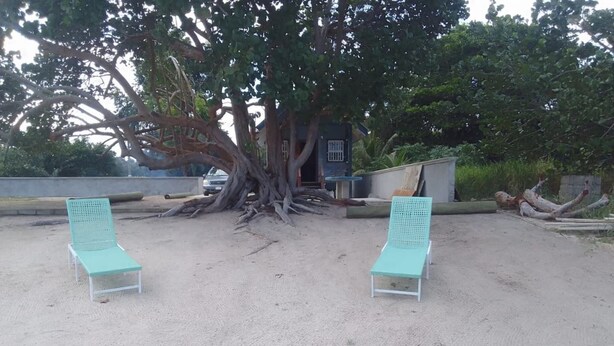 Two beach chairs under a large tree with a building in the background.