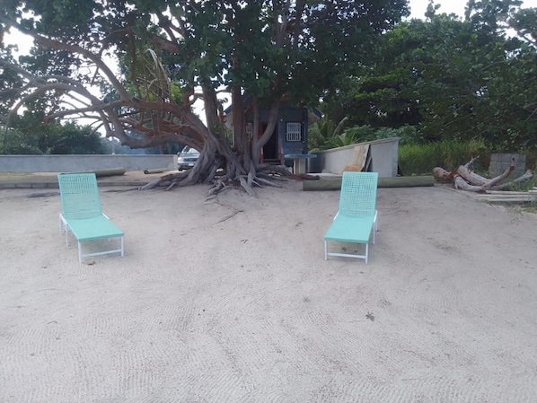 Two beach chairs under a large tree with a building in the background.
