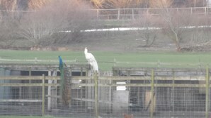 A fenced area with a birdcage and a tree. - The Waltons – Ideal Durham Escape - Nature Lovers - Pass the Keys (New Brancepeth)