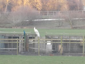 A fenced area with a birdcage and a tree. - The Waltons – Ideal Durham Escape - Nature Lovers - Pass the Keys (New Brancepeth)