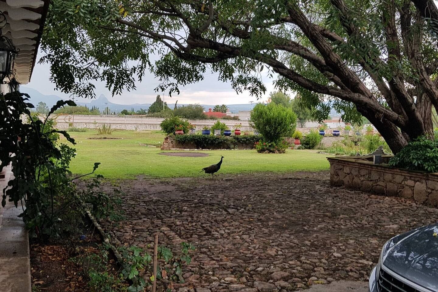 Un patio con un sendero de piedra, un árbol y un pájaro.