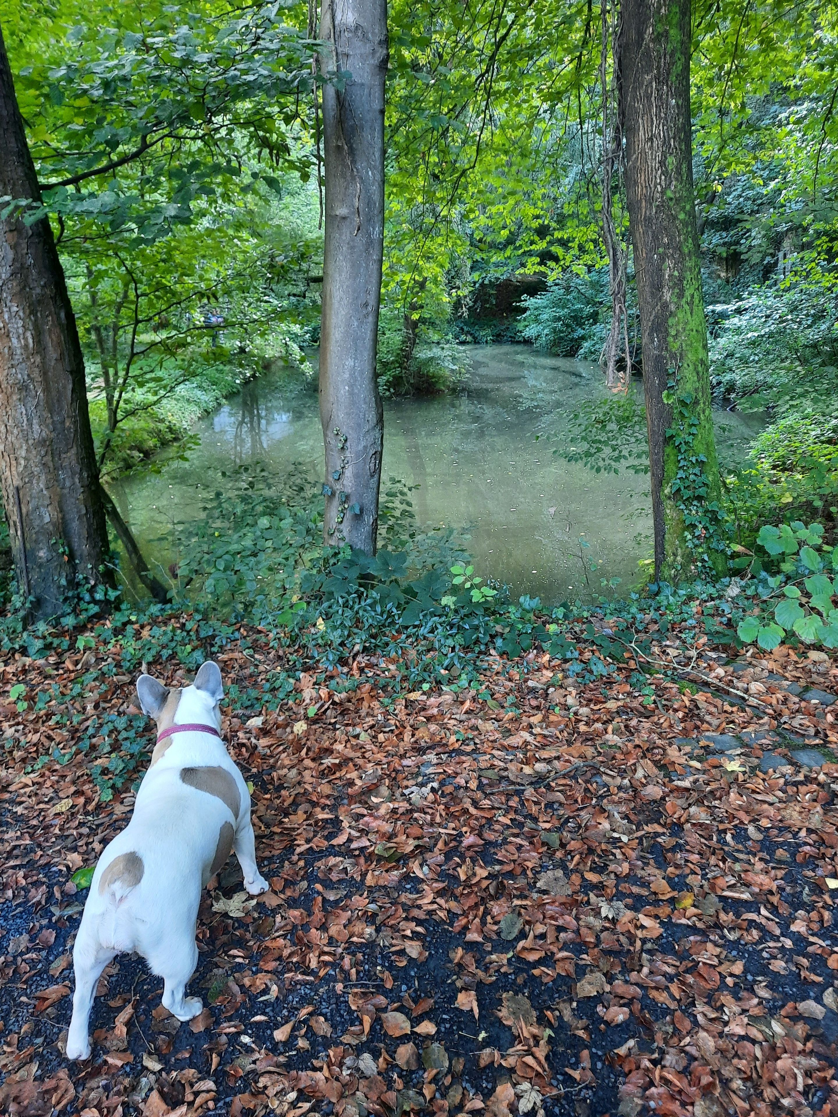Ein Hund steht auf einem blätterbedeckten Pfad in einem bewaldeten Gebiet mit Bäumen und einem Gewässer.
