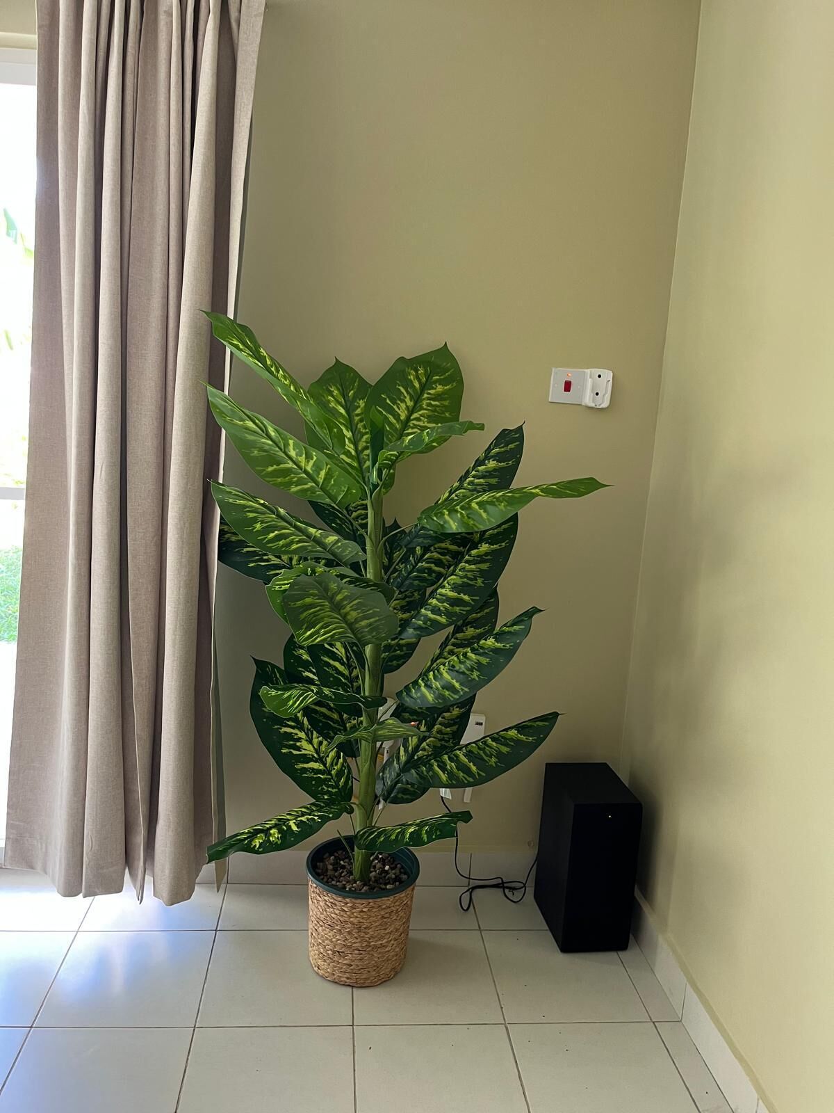 Een potplant met gespikeld blad in een geweven pot, geplaatst naast een muur met een stopcontact en een speaker.