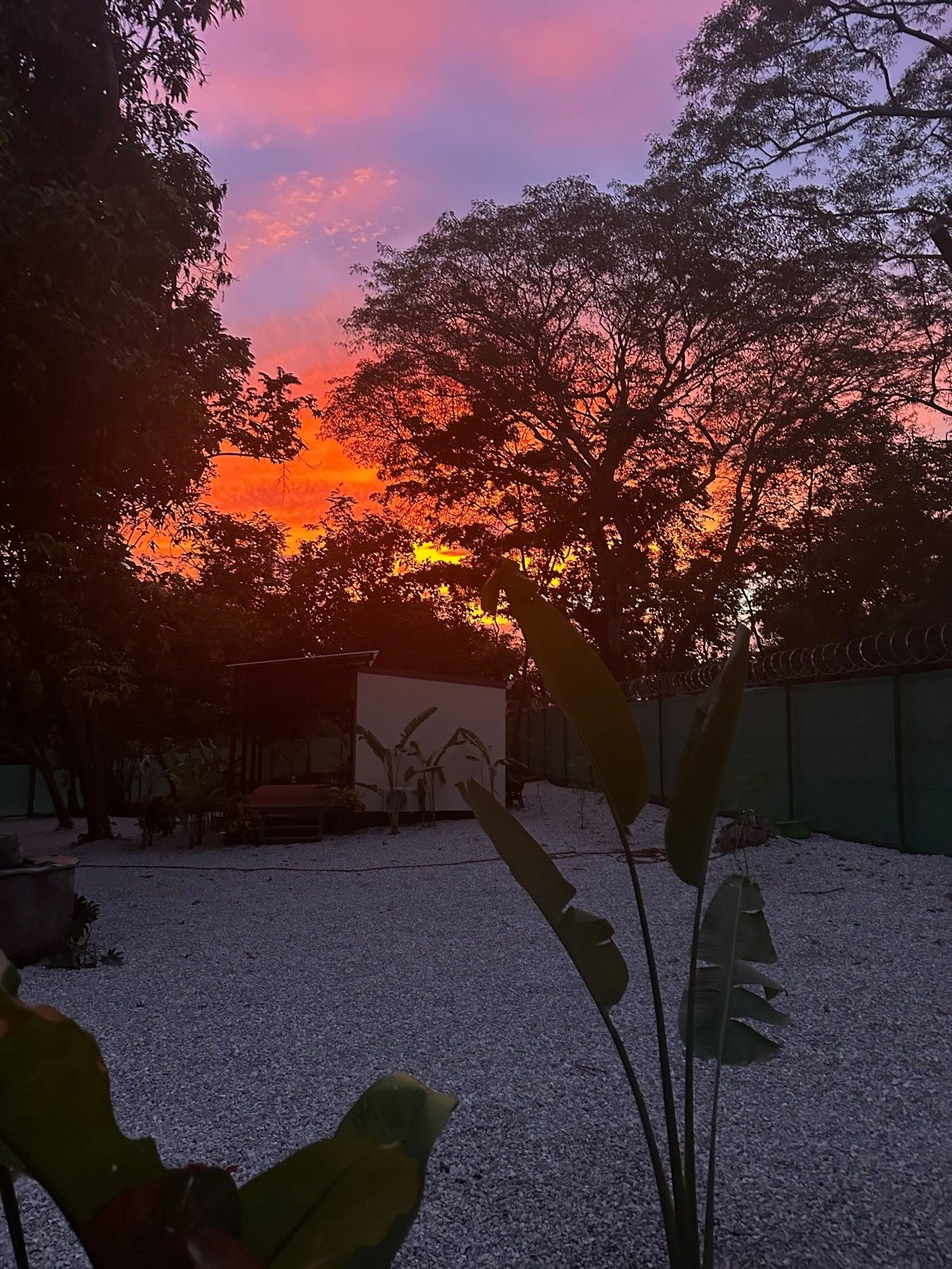 A sunset view with trees and a building in the background.