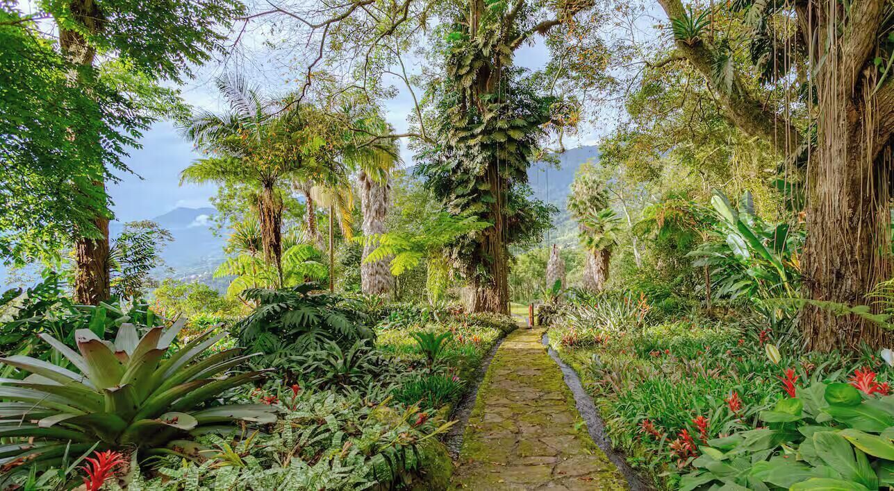 A stone pathway surrounded by lush greenery and tall trees.