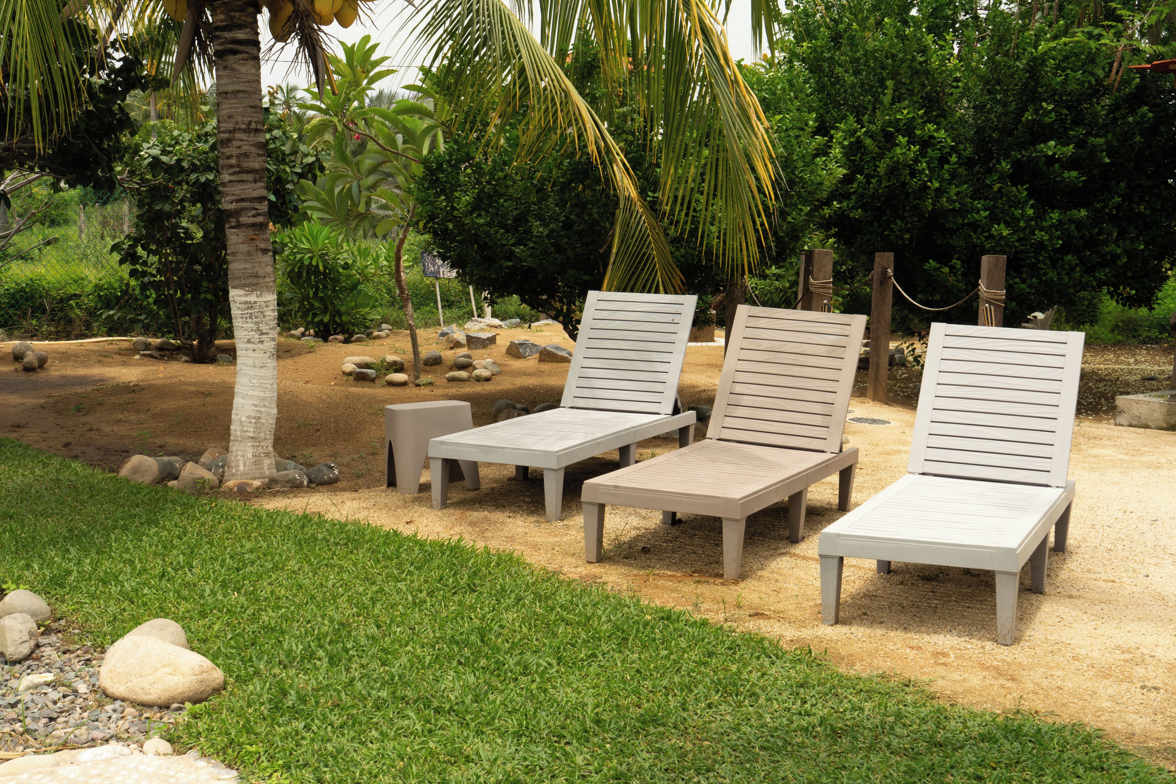 A garden with three lounge chairs, a palm tree, and a variety of shrubs.
