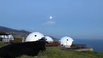A cow lying on grass with three dome-shaped structures in the background.