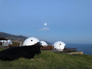 A cow lying on grass with three dome-shaped structures in the background.