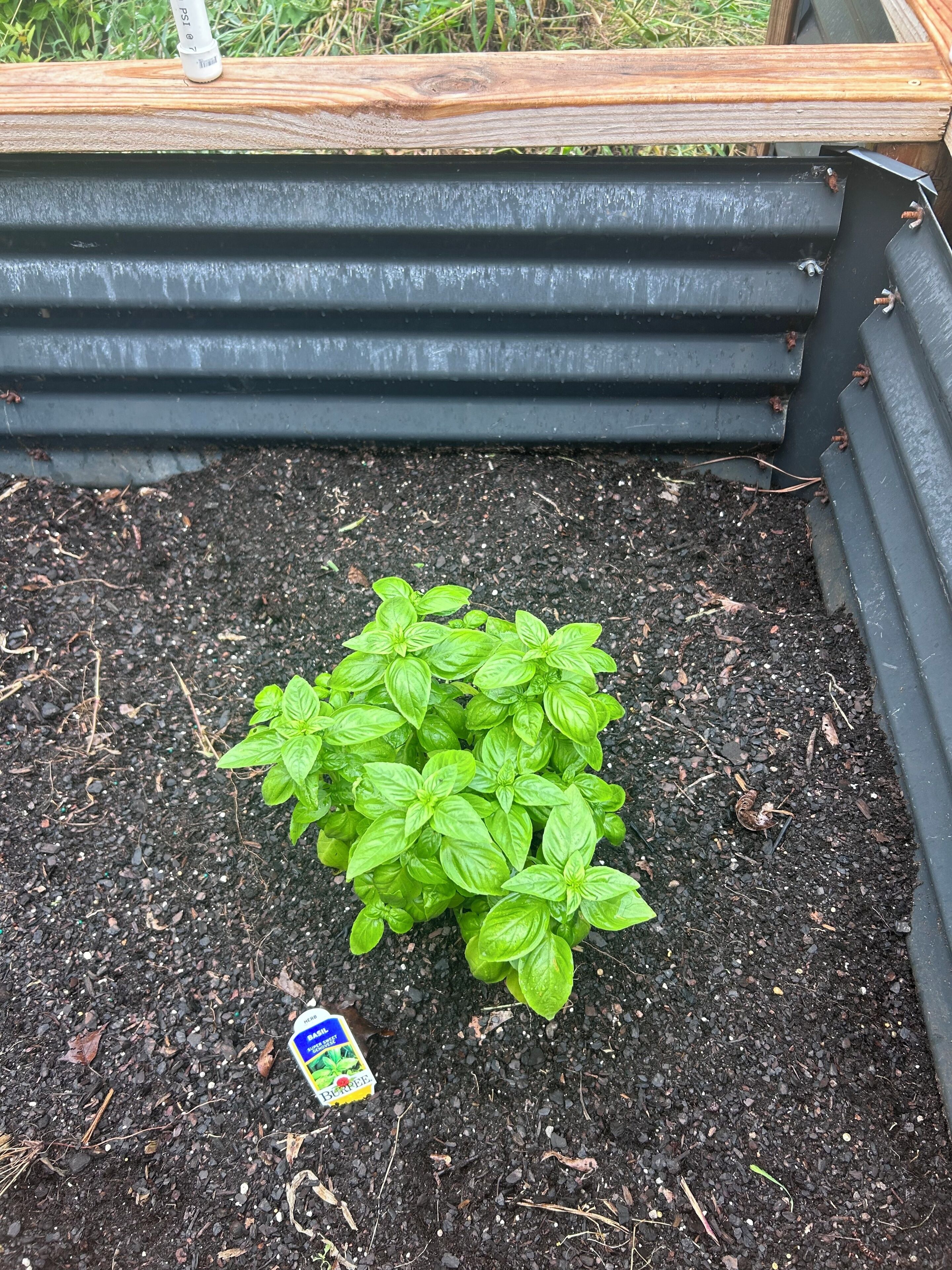Um canteiro elevado com terra e plantas de manjericão verde.