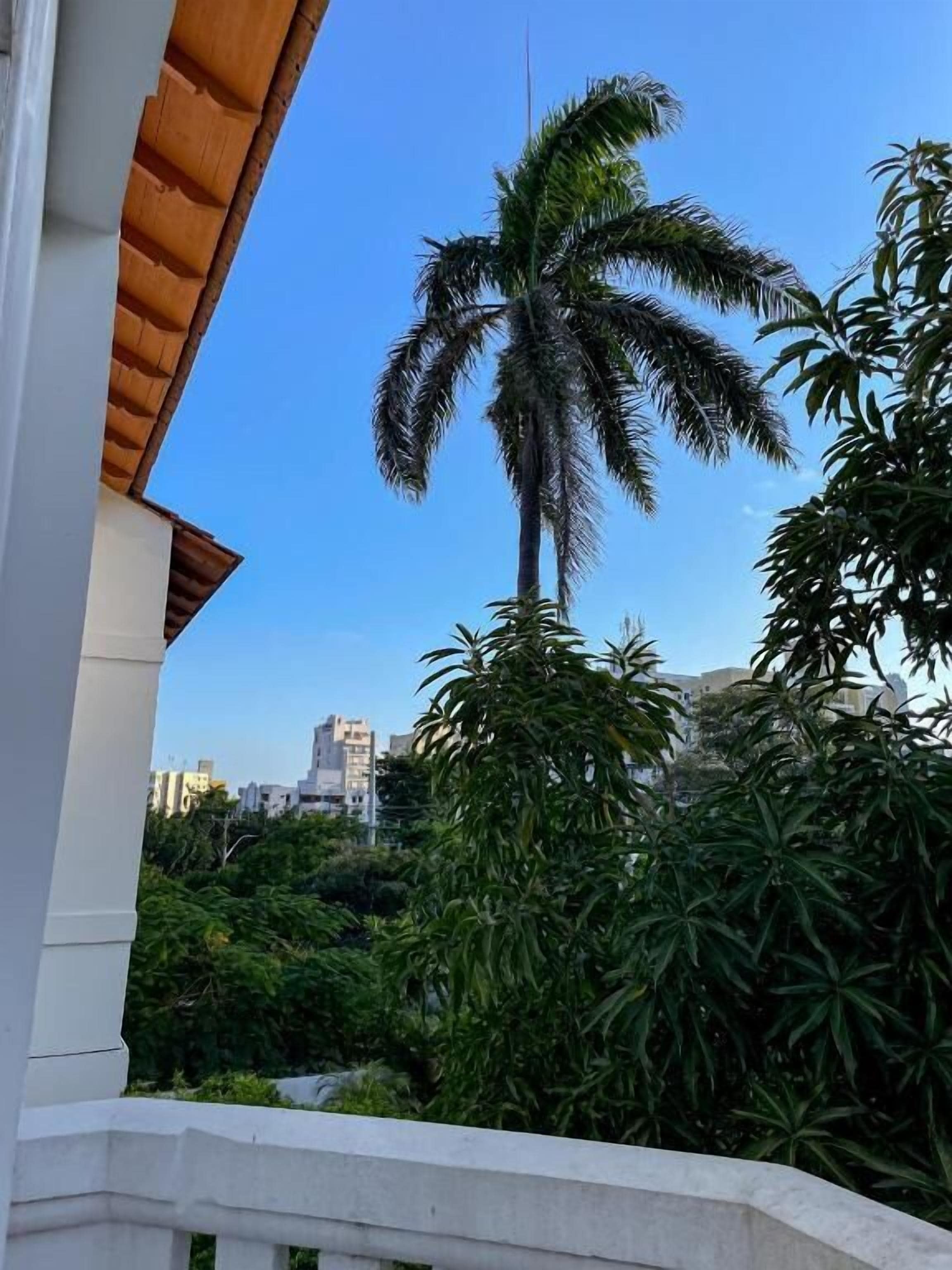 Uma varanda com vista para uma palmeira e vegetação densa.