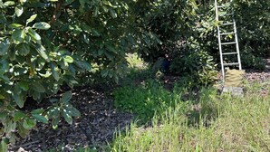 A garden area with a ladder leaning against a tree, surrounded by dense foliage and a pile of mulch.