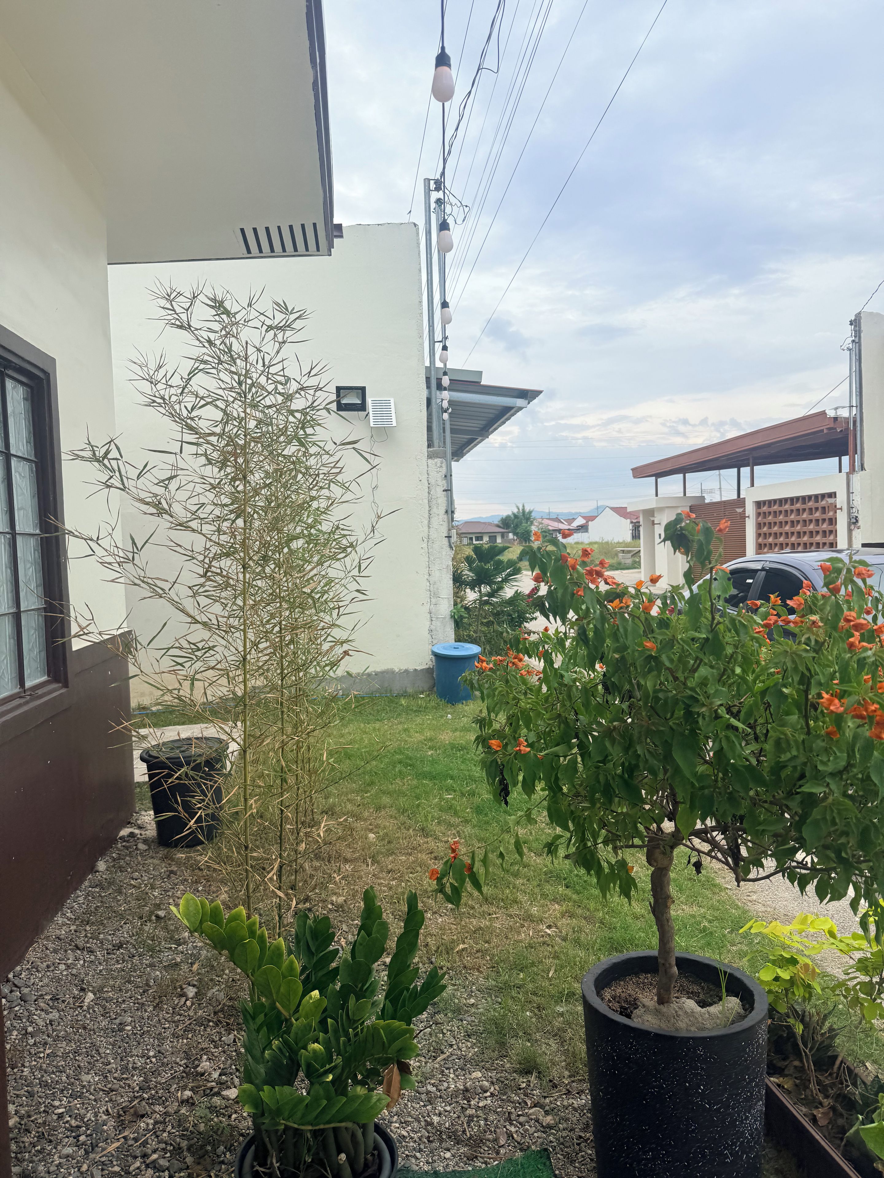 A residential area with a small garden, a potted plant, and a building with a window.