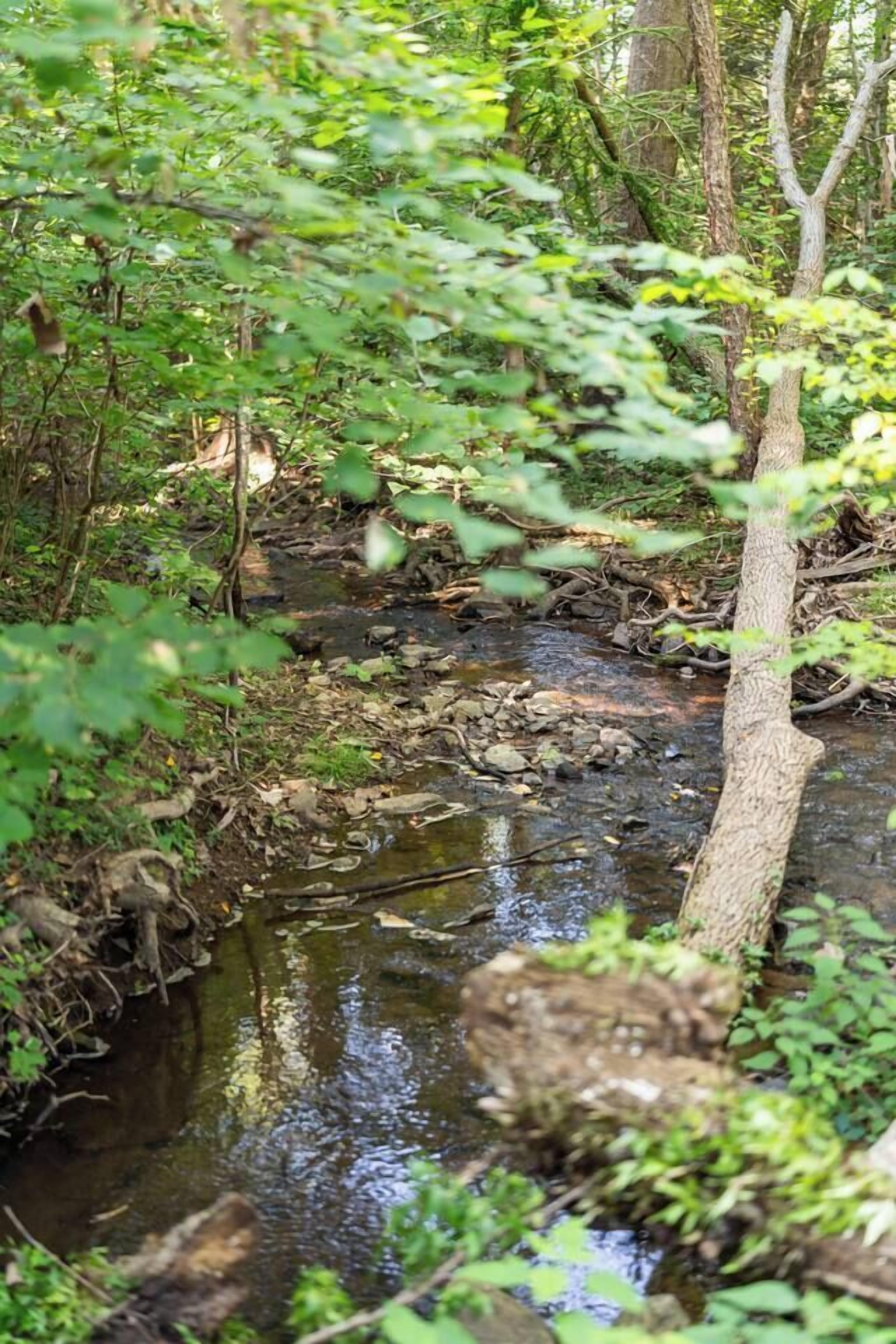A natural stream surrounded by dense foliage and trees.