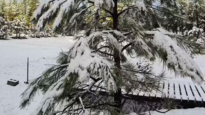 Et sneklædt fyrretræ i en park.