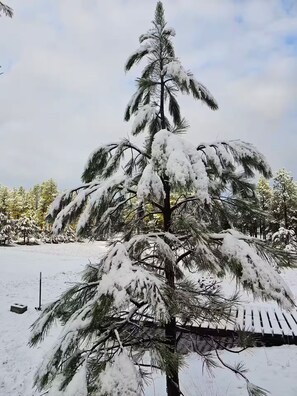 A snow-covered coniferous tree in a park. - Cozy Alpine Mini Cabin -Elk Cabin- (Alpine)