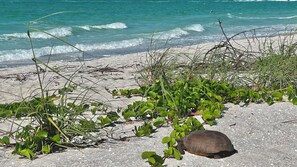 Eine Schildkröte am sandigen Strand, im Hintergrund grüne Vegetation und das Meer.