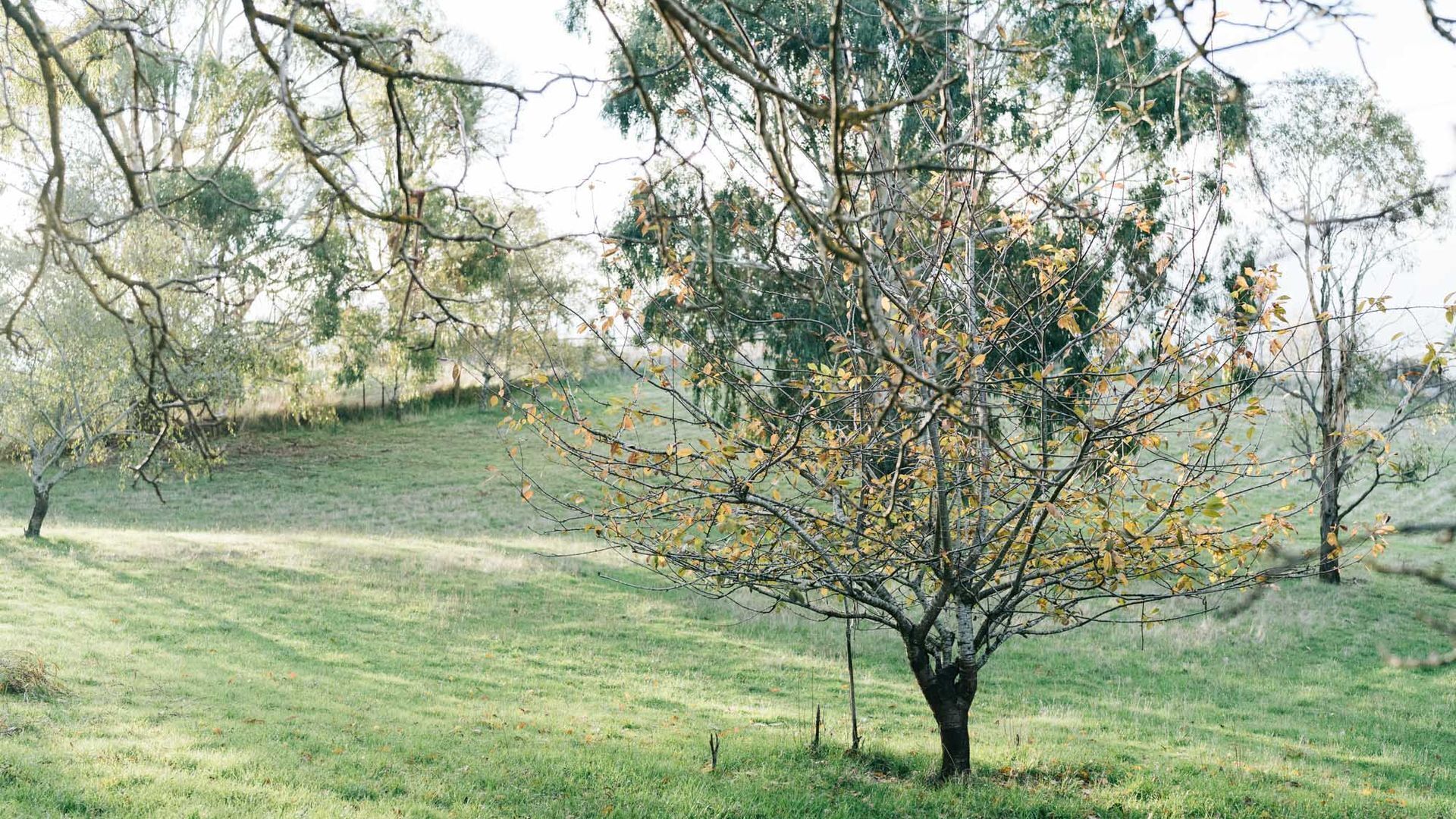 A tree in a grassy field with a clear sky.