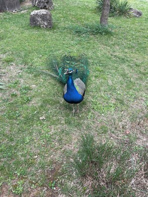 A peacock standing on grass with rocks and a tree in the background.