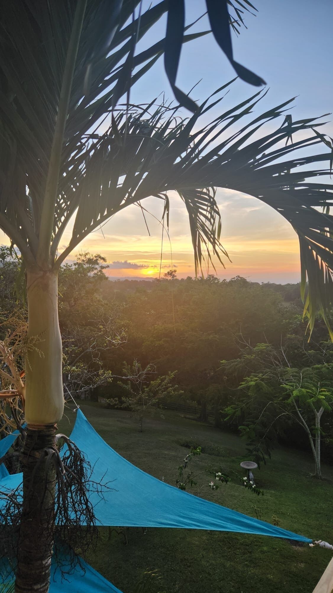 A tropical landscape with a palm tree and a blue tarp, a sunset in the background, and a grassy area with scattered objects.