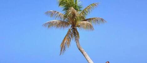 A clear blue sky and a single palm tree on a beach.