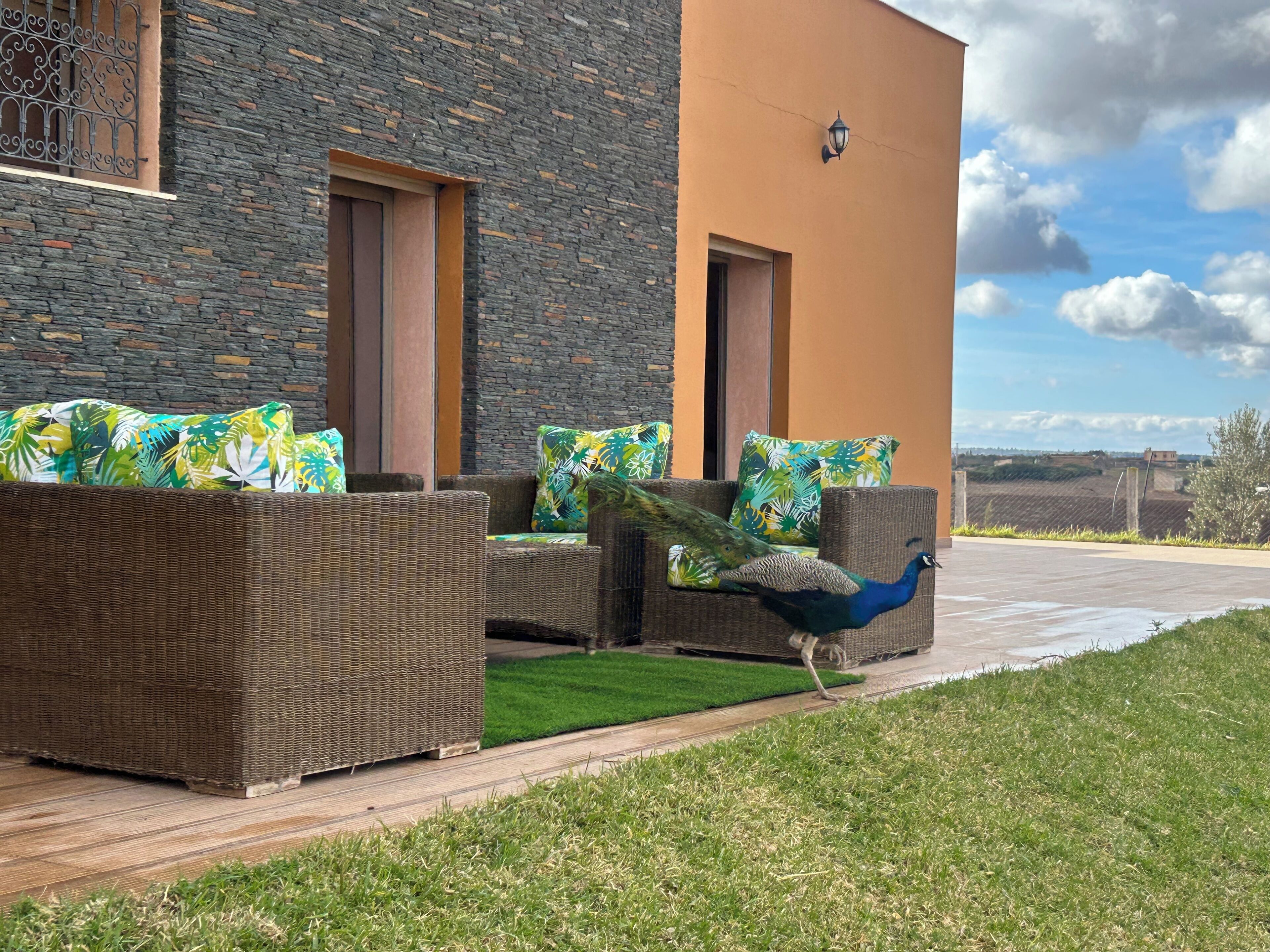 Un paon se promène sur une terrasse aménagée avec des meubles en osier et bordée d’un mur de pierre.