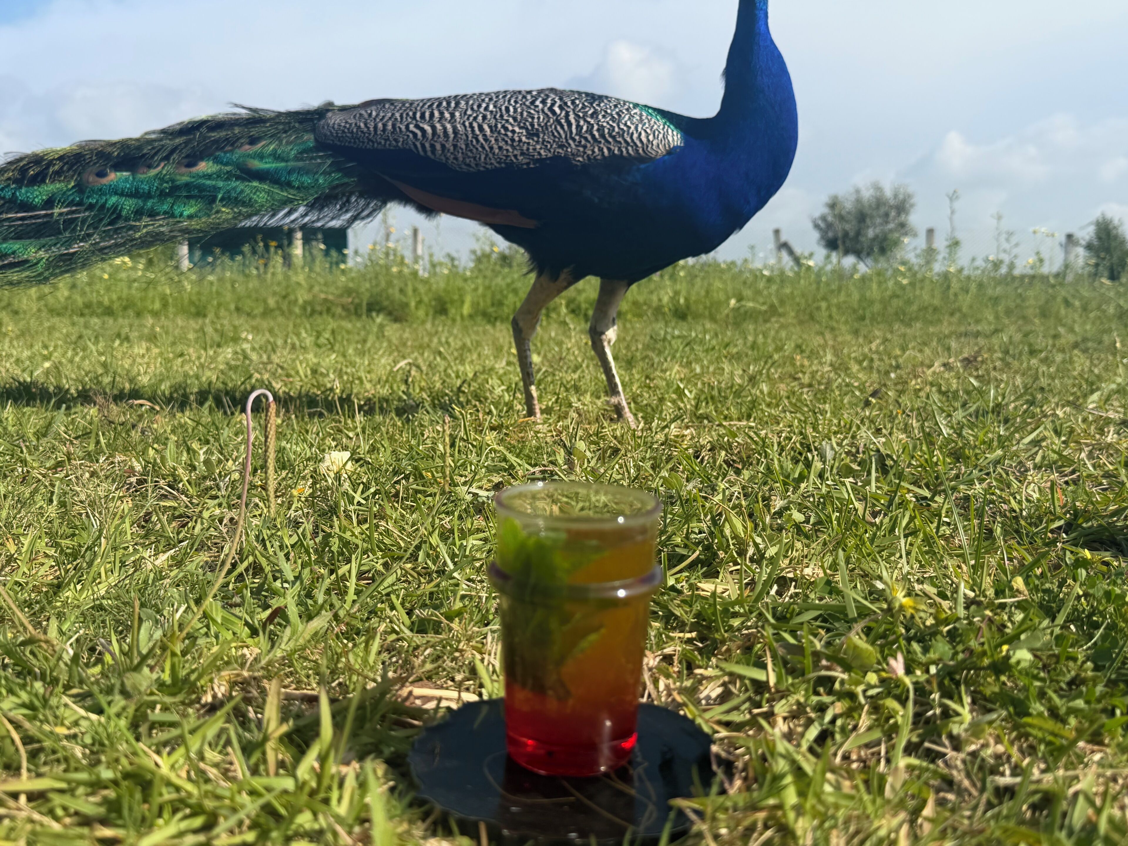 A peacock standing on grass with a clear sky in the background.