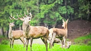 A group of deer in a grassy field with trees in the background.