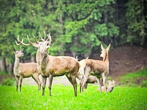 Un grupo de ciervos en un campo cubierto de hierba, con árboles al fondo.