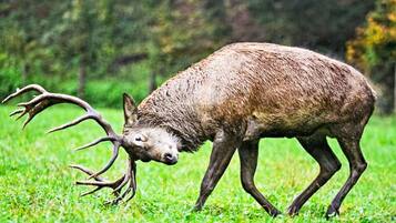 Un cerf aux grandes cornes dans un champ herbeux.