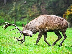 A deer with large antlers in a grassy field.