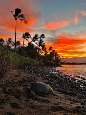 A beach with palm trees and a sunset. - Diredt Oceanfront 1BR with amazing views, pool, hot tub, lani and AC-Maalaea Banyans 310 (Wailuku)